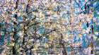 USA-Washington State-Fall City wild cherry springtime blooming Art Print